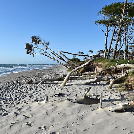 Strandhafer An Der Seebruecke Zingst Exteriör bild