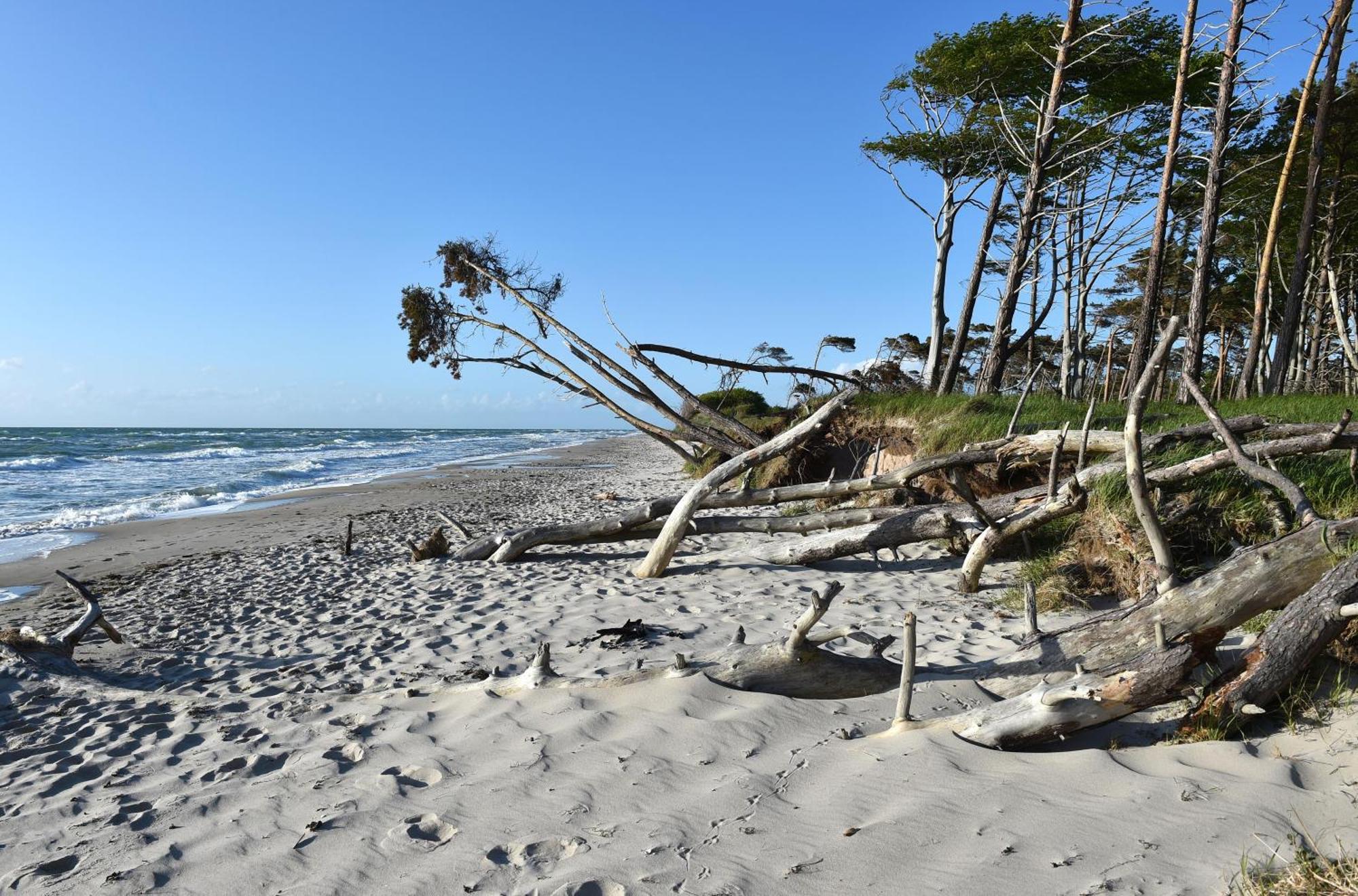 Strandhafer An Der Seebruecke Zingst Exteriör bild